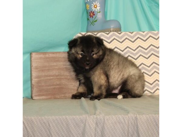 Keeshond-DOG-Male-Silver / Black-21626-Petland Scottsdale, Arizona