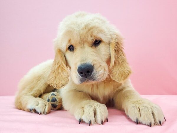 Golden Retriever-DOG-Male-GOLDEN-21751-Petland Scottsdale, Arizona