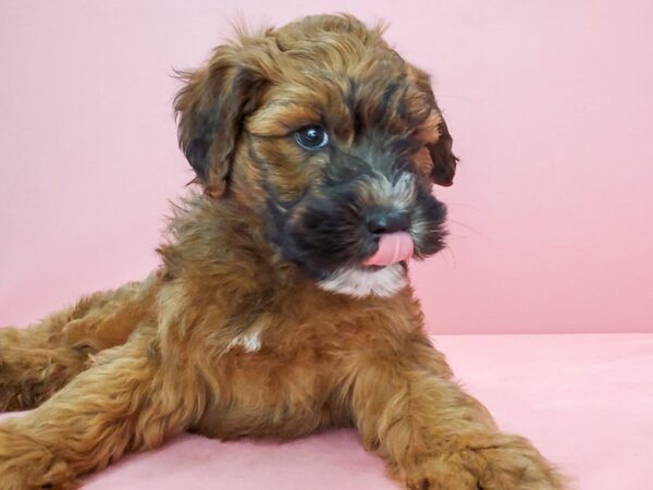 Poodle/Soft Coated Wheaten Terrier-DOG-Male-Wheaten-21780-Petland Scottsdale, Arizona