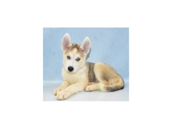 Siberian Husky-DOG-Female-Sable and White-21976-Petland Scottsdale, Arizona