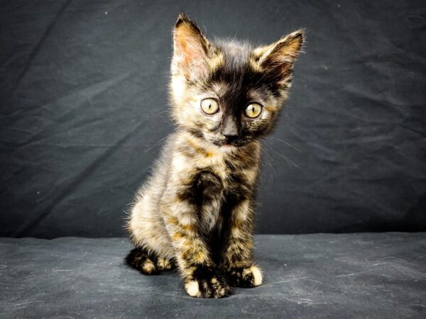 Domestic Cat-CAT-Female-Brown Tabby-22019-Petland Scottsdale, Arizona