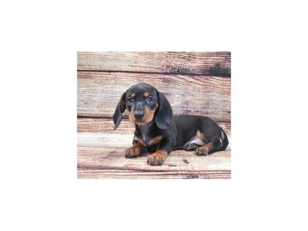 Dachshund-DOG-Female-Black and Tan-22109-Petland Scottsdale, Arizona