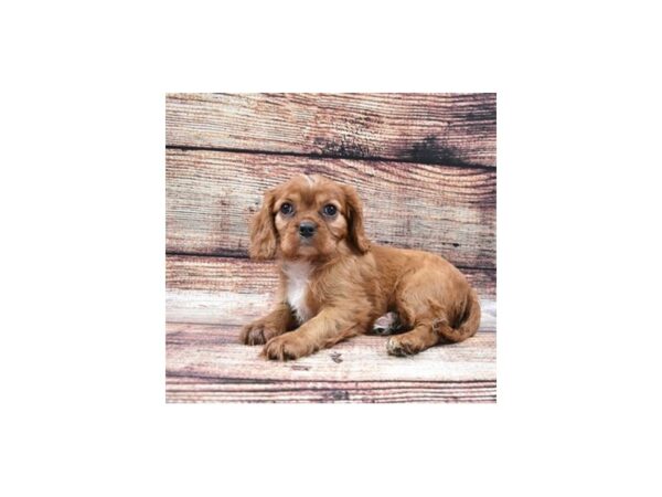 Cavalier King Charles Spaniel-DOG-Female-Ruby-22171-Petland Scottsdale, Arizona