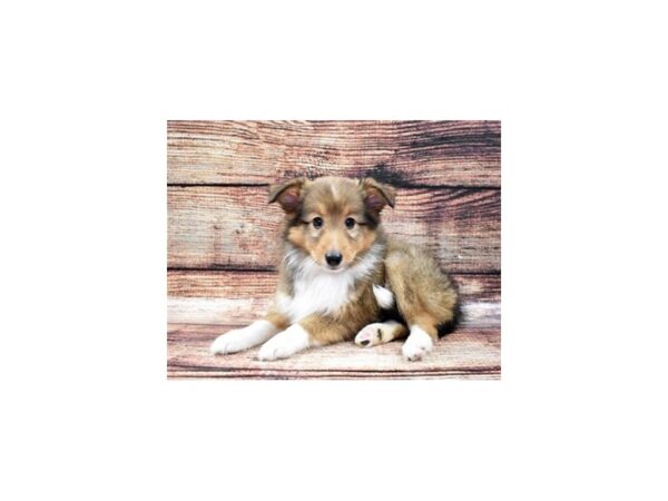Shetland Sheepdog-DOG-Male-Sable and White-22205-Petland Scottsdale, Arizona