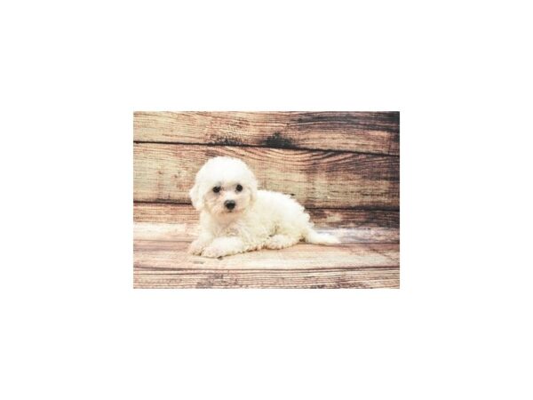 Bichon Frise-DOG-Female-White-22232-Petland Scottsdale, Arizona