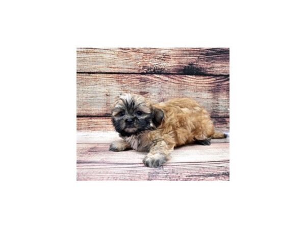 Shih Tzu-DOG-Female-Red and White-22403-Petland Scottsdale, Arizona