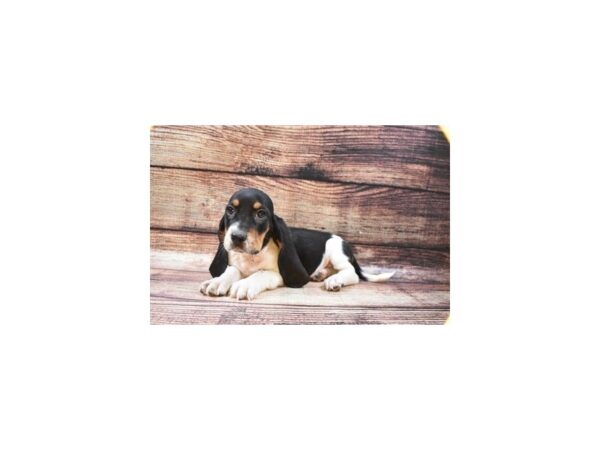 Basset Hound-DOG-Female-Black White and Tan-22490-Petland Scottsdale, Arizona