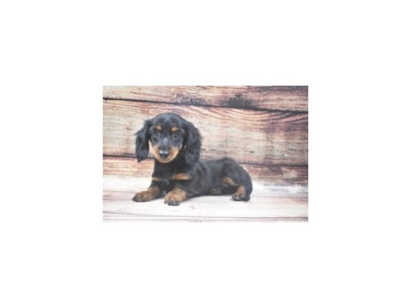 Dachshund-DOG-Female-Black and Tan-22707-Petland Scottsdale, Arizona