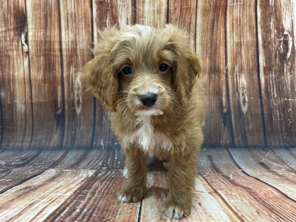 Cocker Spaniel/Poodle-DOG-Male--22799-Petland Scottsdale, Arizona