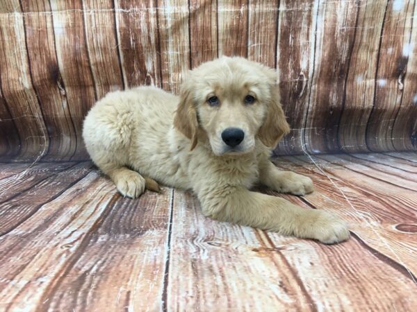 Golden Retriever-DOG-Male-Golden-23174-Petland Scottsdale, Arizona