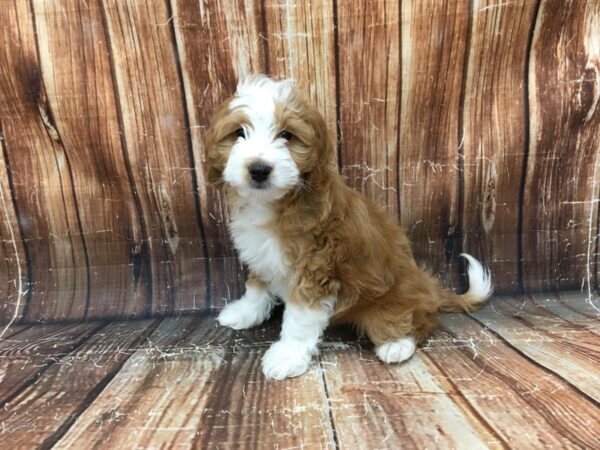 F1B Mini Goldendoodle-DOG-Male-Red-23350-Petland Scottsdale, Arizona