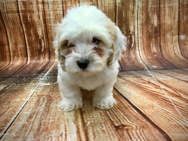 F1B Cockapoo-DOG-Male-Buff and White-23573-Petland Scottsdale, Arizona