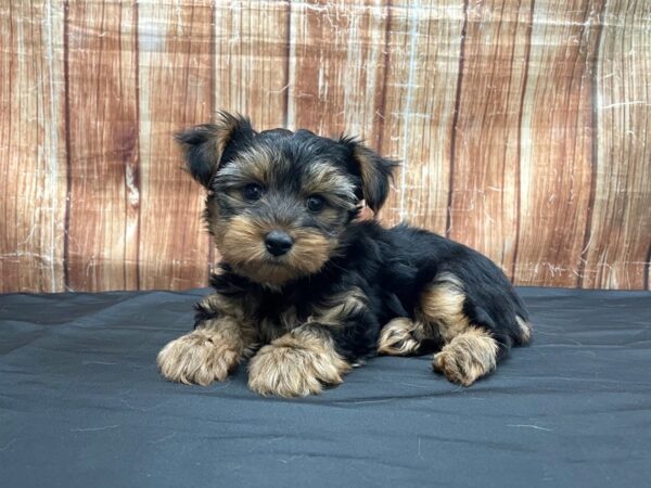 Yorkshire Terrier-DOG-Male-Black / Tan-23718-Petland Scottsdale, Arizona