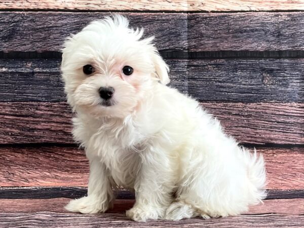 Maltese-DOG-Female-White-24077-Petland Scottsdale, Arizona
