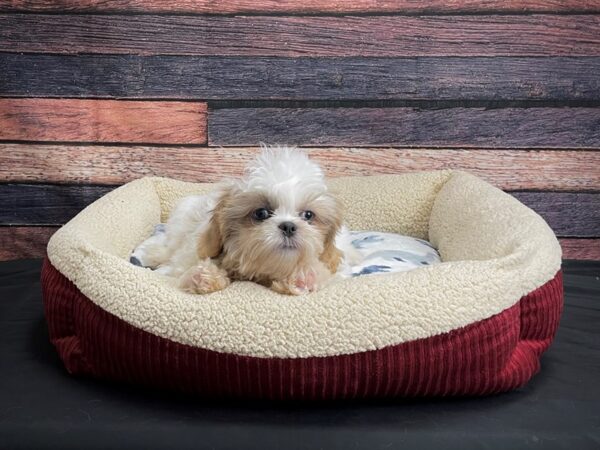 Shih Tzu-DOG-Male-Blue / White-24274-Petland Scottsdale, Arizona