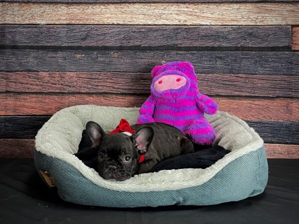 French Bulldog-DOG-Female-Black-24684-Petland Scottsdale, Arizona