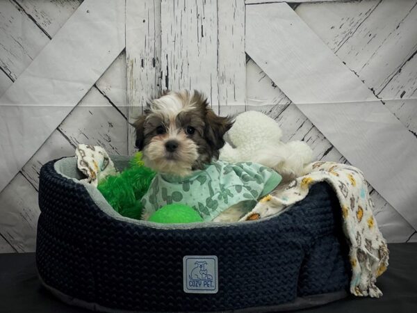 Bichon Frise/Shih Tzu-DOG-Male-Gold and White-24993-Petland Scottsdale, Arizona