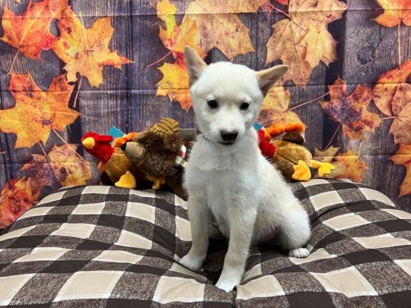 Shiba Inu-Dog-Male-Cream-25729-Petland Scottsdale, Arizona
