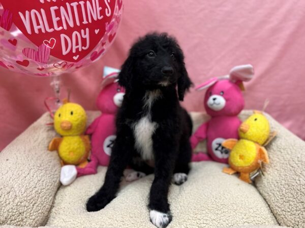 F1B Goldendoodle-Dog-Female-Black-26176-Petland Scottsdale, Arizona