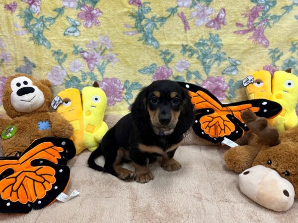 Dachshund-Dog-Male-Black and Tan-26243-Petland Scottsdale, Arizona